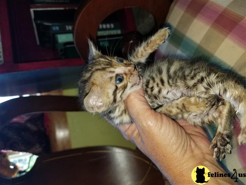 Bengal