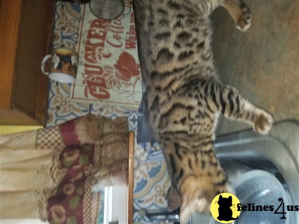 Bengal kitten for sale