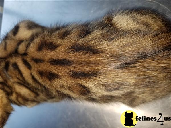 Bengal kitten for sale