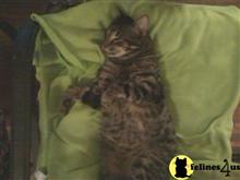 savannah cat posted by heathen41