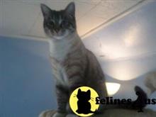 savannah cat posted by heathen41