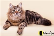 siberian kitten posted by MsJoBrooks