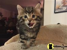 siberian kitten posted by tatyana487