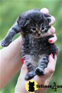 siberian kitten posted by tatyana487