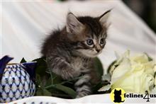 siberian kitten posted by tatyana487