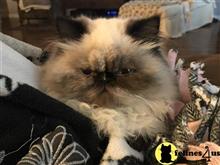himalayan kitten posted by Magnolia Mousers