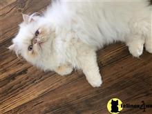 himalayan kitten posted by Magnolia Mousers