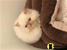 himalayan kitten posted by Magnolia Mousers