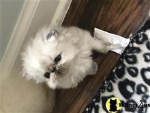 himalayan kitten posted by Magnolia Mousers