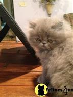 persian kitten posted by Magnolia Mousers
