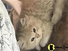 persian kitten posted by Magnolia Mousers