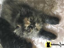 persian kitten posted by Magnolia Mousers