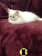 persian kitten posted by olgagiro