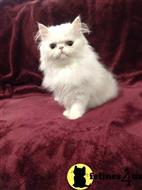 persian kitten posted by olgagiro
