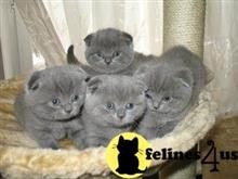 scottish fold kitten posted by sergey72