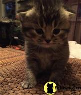 scottish fold kitten posted by sergey72
