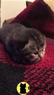 scottish fold kitten posted by sergey72