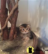 scottish fold kitten posted by sergey72