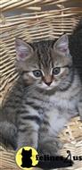 scottish fold kitten posted by sergey72