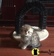 scottish fold kitten posted by sergey72