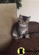scottish fold kitten posted by sergey72