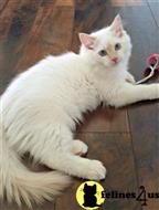 ragdoll kitten posted by phickman