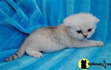 british shorthair kitten posted by MinuetKitten