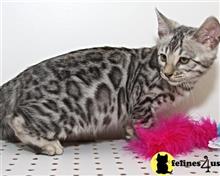 bengal kitten posted by Treylor1218