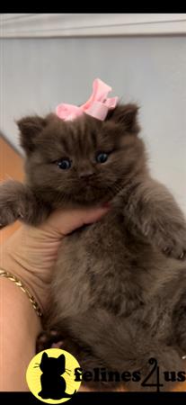 British Shorthair kitten for sale