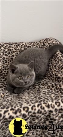 British Shorthair kitten for sale