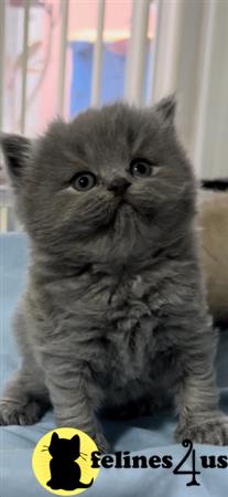 British Shorthair kitten for sale