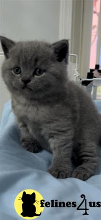 British Shorthair kitten for sale