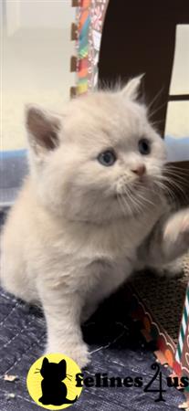 British Shorthair kitten for sale