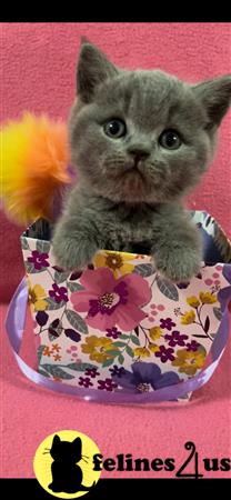 British Shorthair kitten for sale