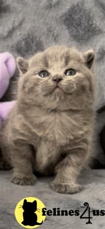 British Shorthair kitten for sale