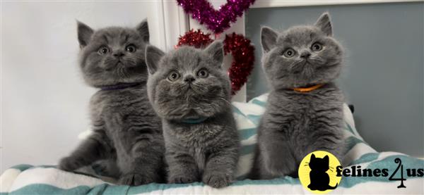 British Shorthair kitten for sale