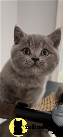 British Shorthair kitten for sale