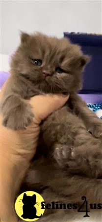 British Shorthair kitten for sale