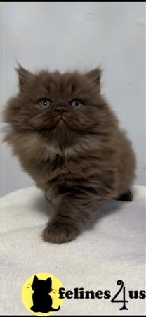 British Shorthair kitten for sale