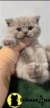 British Shorthair kitten for sale