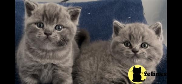 British Shorthair kitten for sale