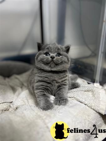 British Shorthair kitten for sale