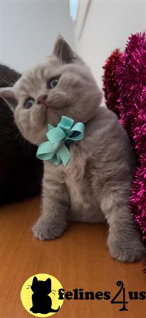 British Shorthair kitten for sale