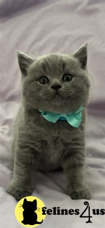 British Shorthair kitten for sale