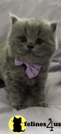 British Shorthair kitten for sale