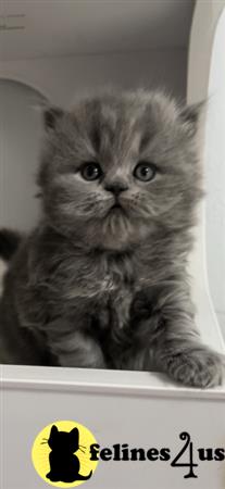 British Shorthair kitten for sale