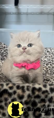 British Shorthair kitten for sale