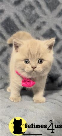 British Shorthair kitten for sale