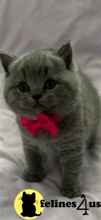 British Shorthair kitten for sale