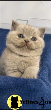 British Shorthair kitten for sale